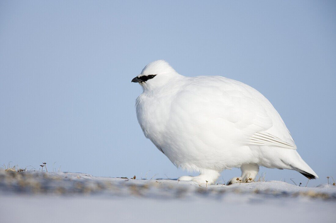 Rock ptarmigan (Lagopus muta hyperborea), Billefjord, Svalbard, Spitzbergen, Norway, Scandinavia, Europe