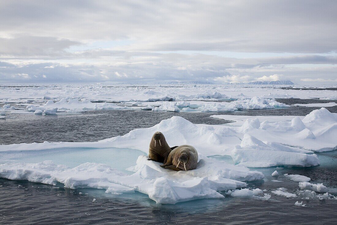 Walrus (Odobenus rosmarus) on pack ice, Spitzbergen, Svalbard, Norway, Scandinavia, Europe