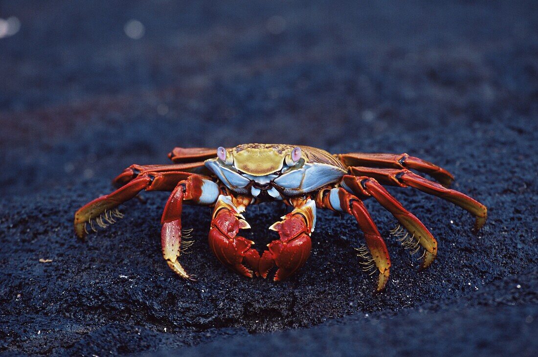 Sally lightfoot crab (Grapsus grapsus), Fernandina Island, Galapagos Islands, Ecuador, South America