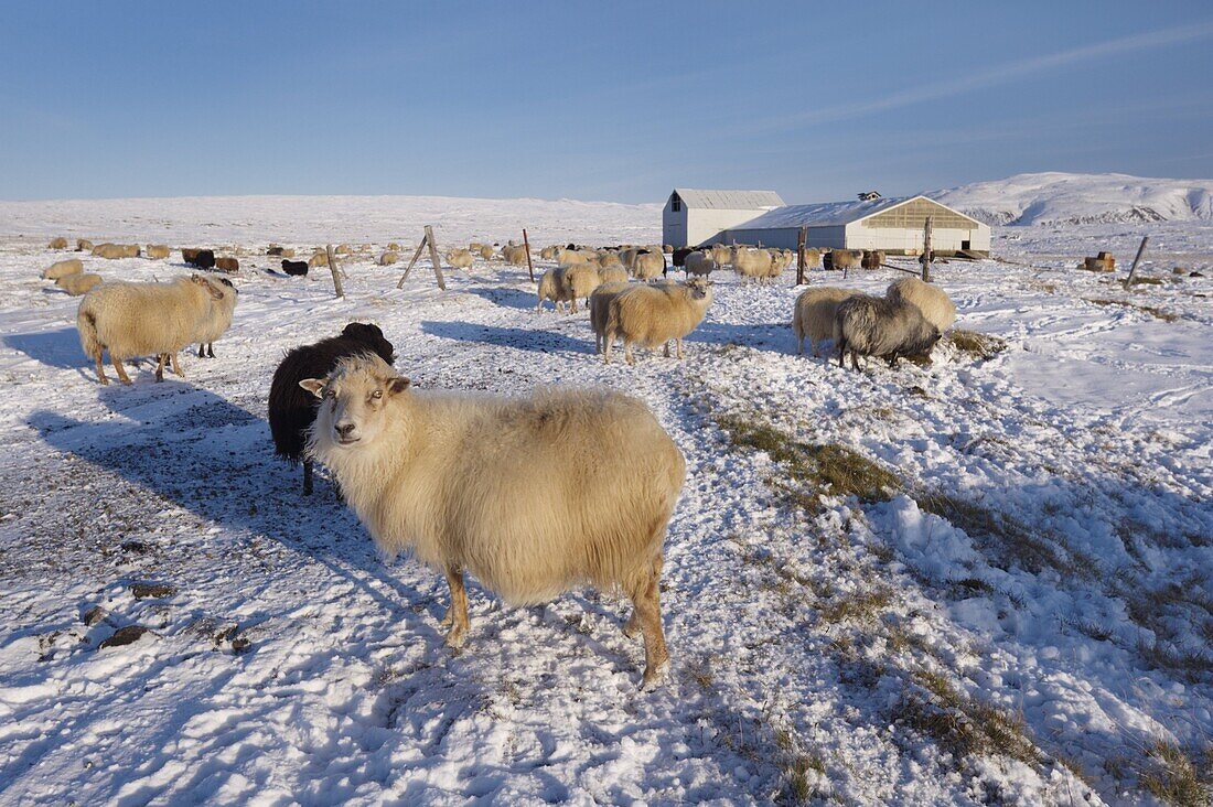 Icelandic sheep in winter, Reykjanes Peninsula near Krisuvik, Iceland, Polar Regions
