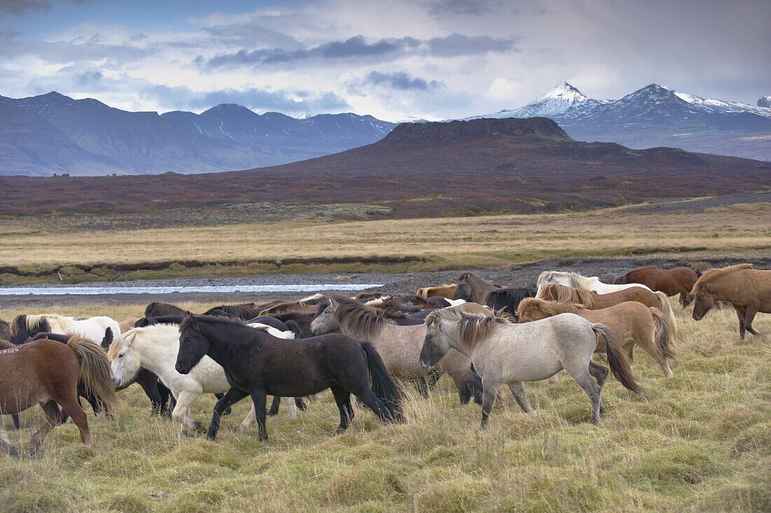 Icelandic horses near Snorrastadir, Eldborg volcano, snow-covered peaks of Ljosufjoll and Eldborg volcano visible behind, Snaefellsnes Peninsula, West Iceland, Iceland, Polar Regions