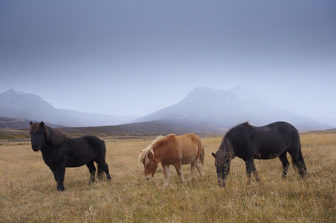 Icelandic horses and snow-capped mountains near Neskaupstadur in Nordjfordur fjord, one of the East Fjords, Iceland, Polar Regions