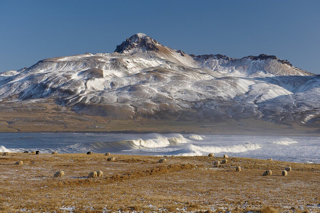 Icelandic sheep at Os near Bakkagerdi in Borgarfjordur Eystri fjord, Mount Burfell, 464m, in background, East Fjords, Iceland, Polar Regions