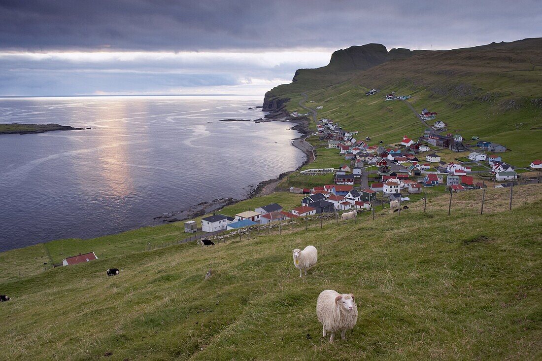 Sumba, picturesque village on south-west tip of Suduroy Island, and sheep, Suduroy Island, Faroe Islands (Faroes), Denmark, Europe