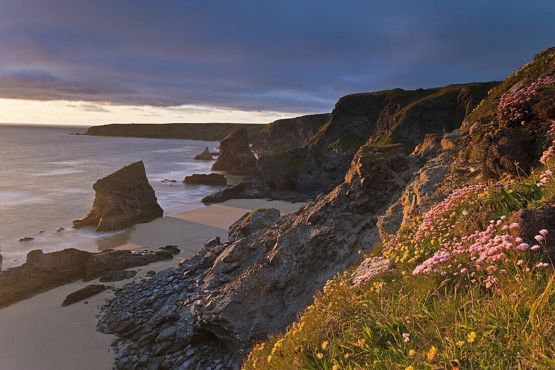 Spring wildflowers on the clifftops overlooking Bedruthan Steps,  North Cornwall,  England,  United Kingdom,  Europe