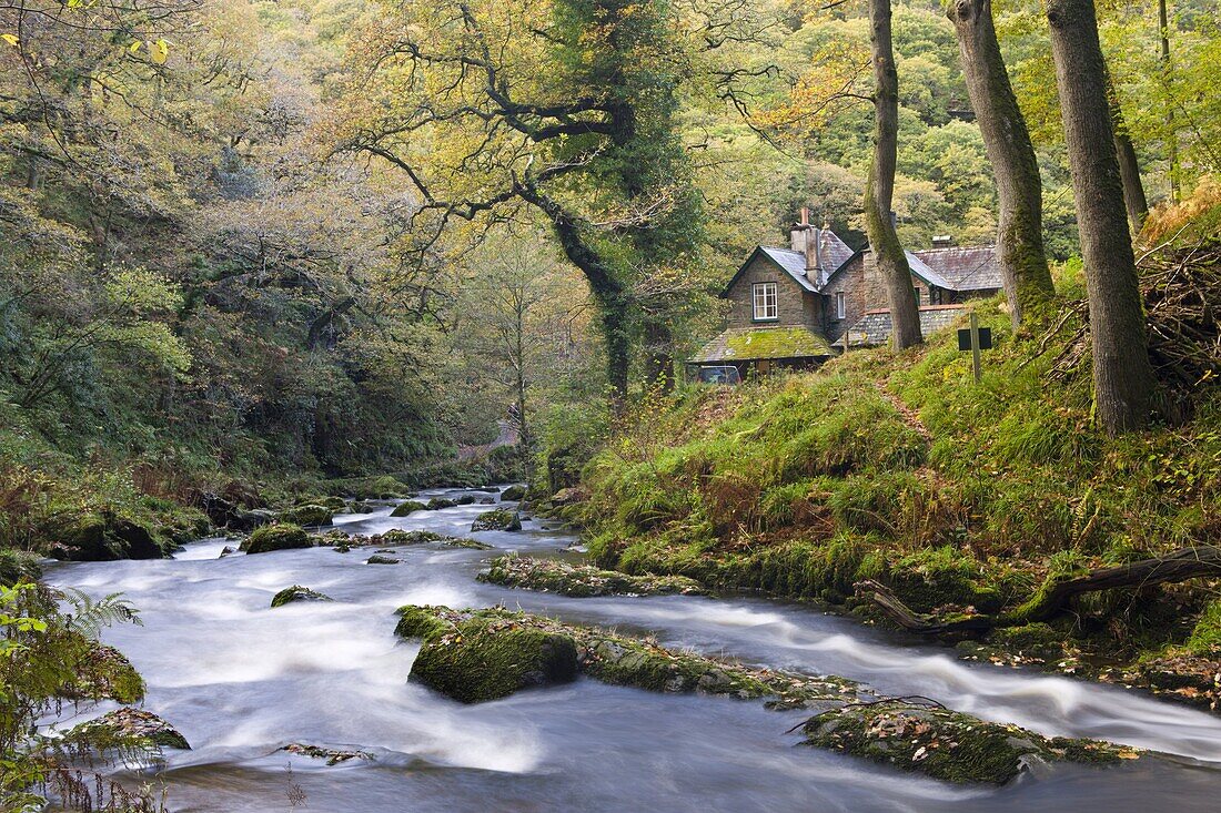 Watersmeet in the autumn,  Exmoor National Park,  Devon,  England,  United Kingdom,  Europe