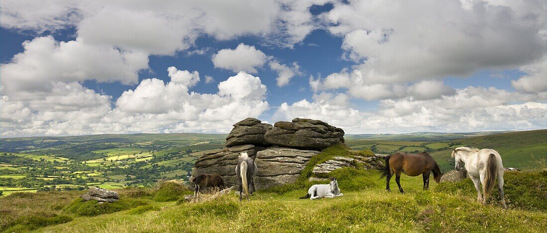 Dartmoor ponies grazing near Chinkwell Tor,  Dartmoor National Park,  Devon,  England,  United Kingdom,  Europe