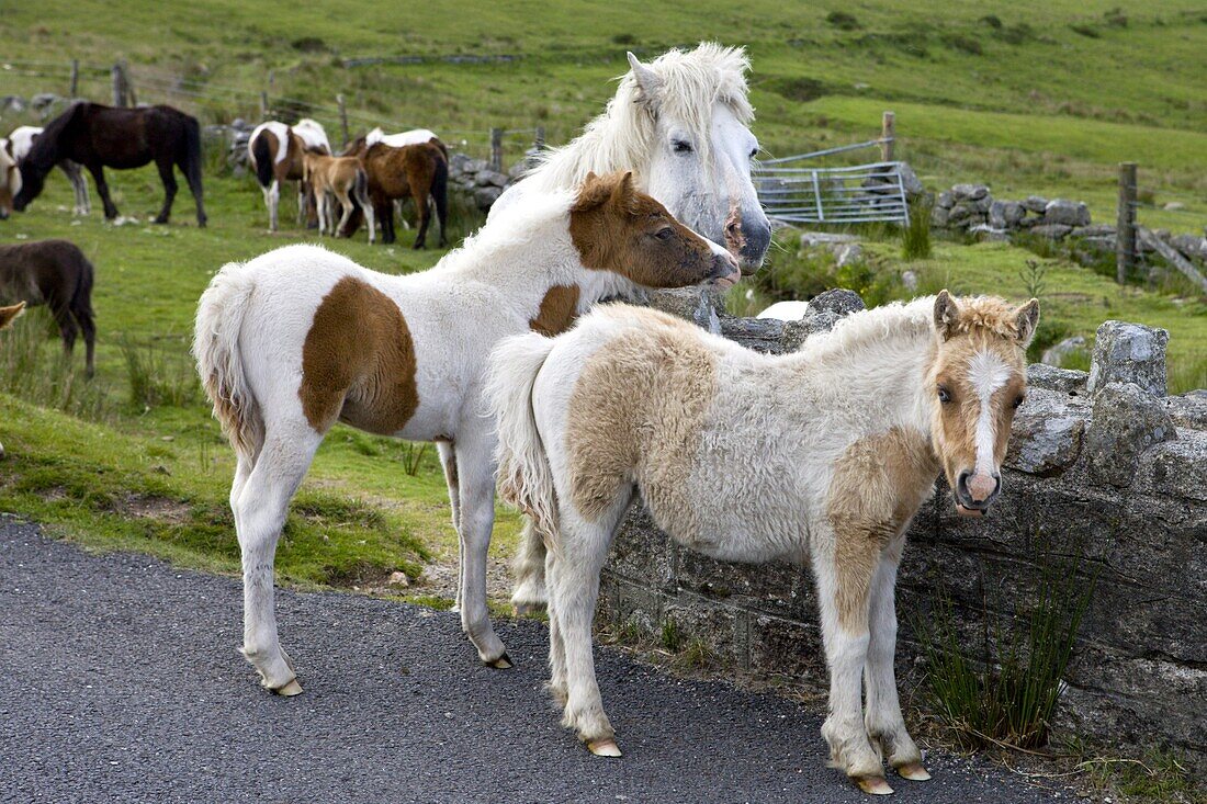 Dartmoor ponies and foals,  Dartmoor National Park,  Devon,  England,  United Kingdom,  Europe