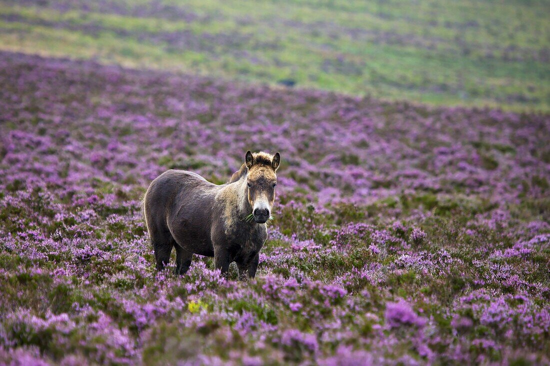 Exmoor pony grazing in flowering heather in the summer,  Dunkery Hill,  Exmoor National Park,  Somerset,  England,  United Kingdom,  Europe