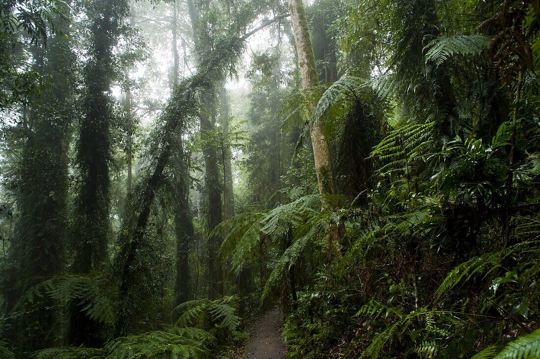 Dorrigo National Park,  New South Wales,  Australia,  Pacific