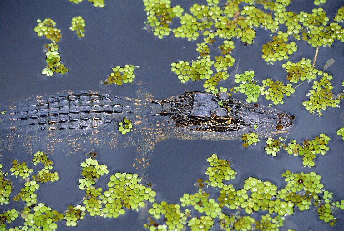 Juvenile alligator in swampland (bayou) at Jean Lafitte National Historical Park and Preserve,  south of New Orleans,  Louisiana,  USA