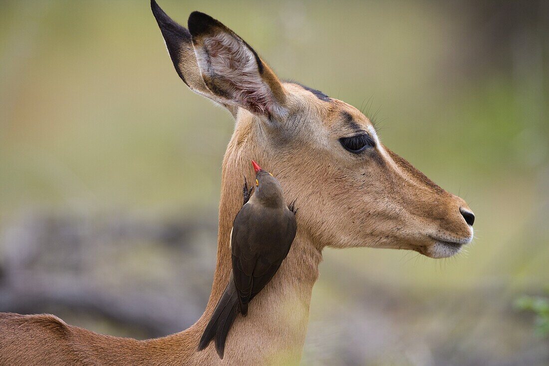 Redbilled oxpecker (Buphagus erythrorhynchus), on impala, Kruger National Park, South Africa, Africa