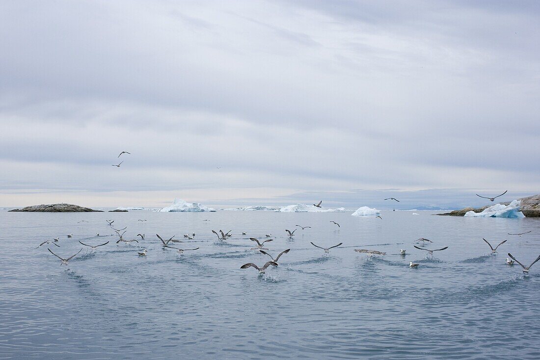 Gulls flying over the bay, Disco Bay, Illussiat, Greenland, Polar Regions