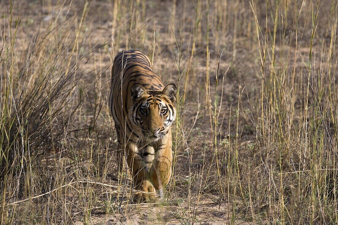 Bengal tiger, Panthera tigris tigris, Bandhavgarh National Park, Madhya Pradesh, India, Asia