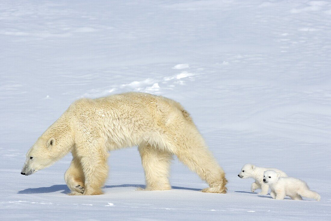 Polar bear (Ursus maritimus) mother with twin cubs, Wapusk National Park, Churchill, Hudson Bay, Manitoba, Canada, North America
