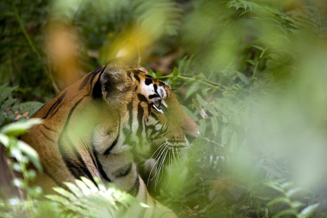 Female Indian tiger (Bengal tiger) (Panthera tigris tigris), Bandhavgarh National Park, Madhya Pradesh state, India, Asia