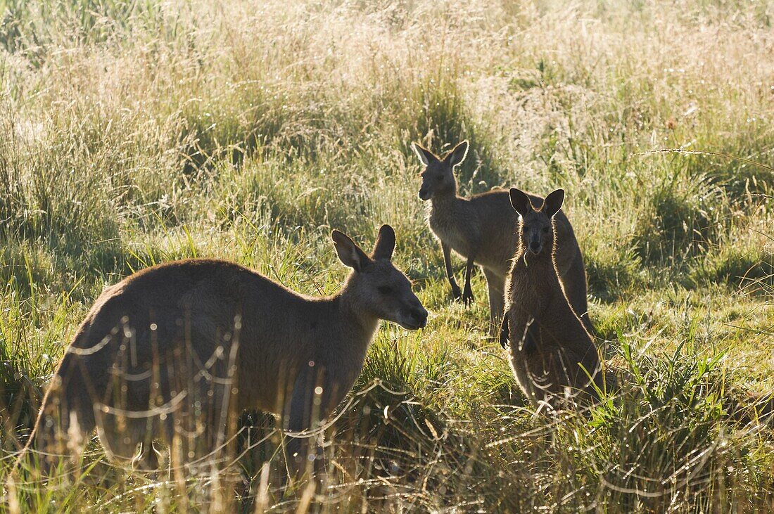 Eastern grey kangaroos, Geehi, Kosciuszko National Park, New South Wales, Australia, Pacific