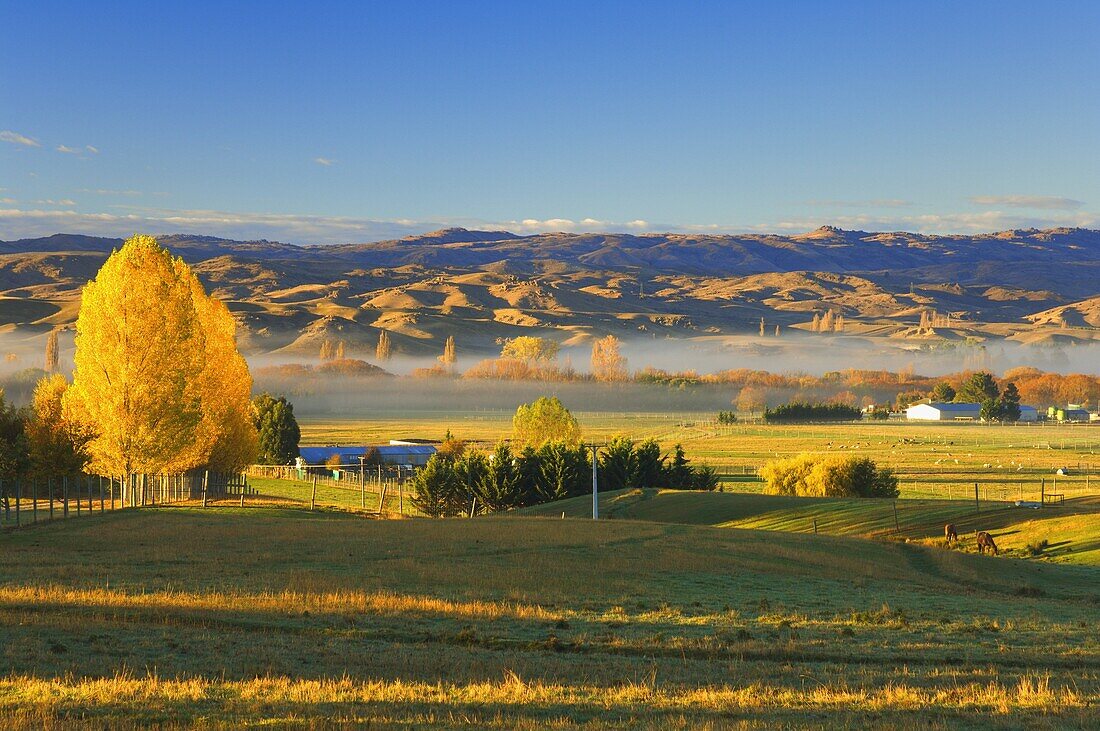 Farmland, Alexandra, Central Otago, South Island, New Zealand, Pacific