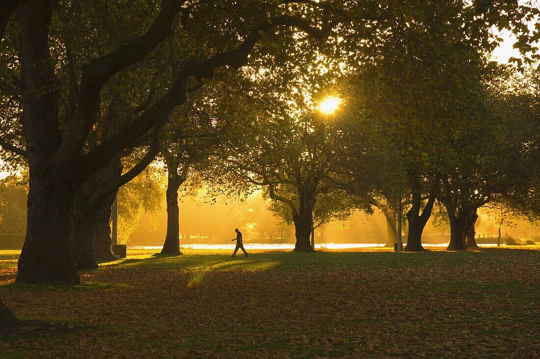 Man walking under trees, Hagley Park, Christchurch, Canterbury, South Island, New Zealand, Pacific