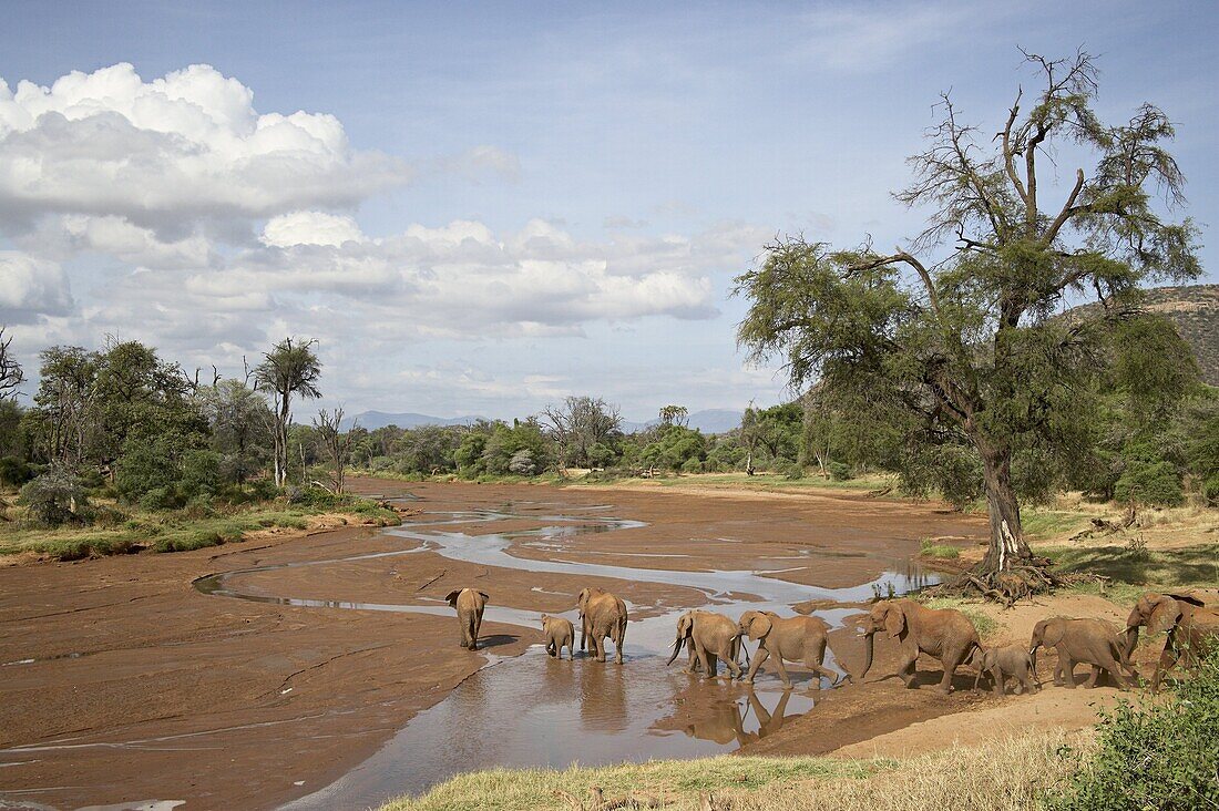 African elephant (Loxodonta africana) going to the Uaso Nyro River, Samburu National Reserve, Kenya, East Africa, Africa