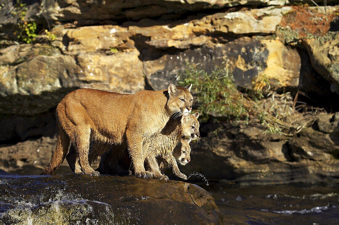 Captive mountain lion mother and two cubs (cougar) (Felis concolor) standing on a rock in a river, Sandstone, Minnesota, United States of America, North America