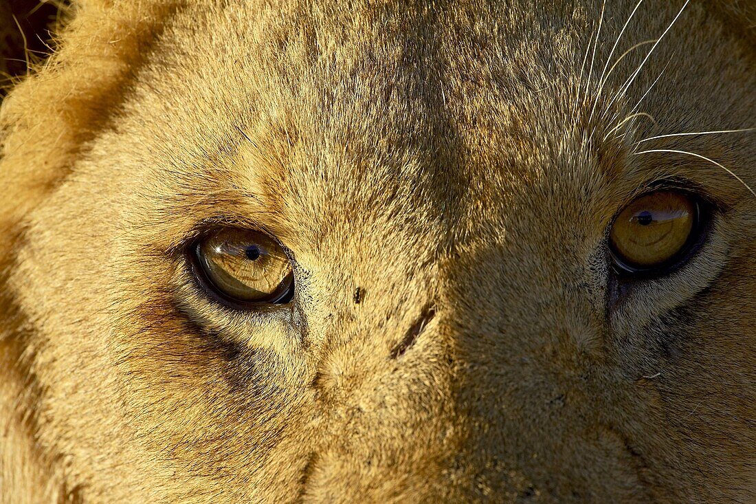 Male lion (Panthera leo) face, Masai Mara National Reserve, Kenya, East Africa, Africa