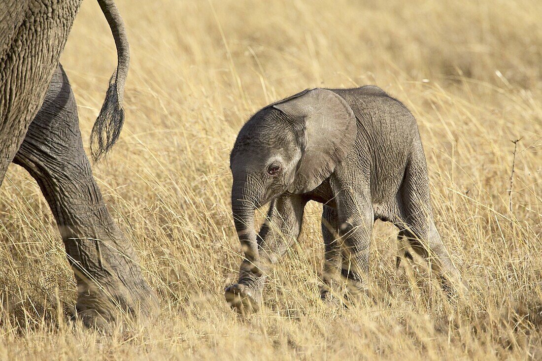 Baby African elephant (Loxodonta africana), two days old, Masai Mara National Reserve, Kenya, East Africa, Africa