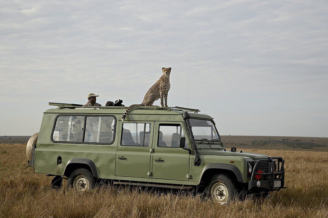 Cheetah (Acinonyx jubatus) on Land Rover safari vehicle, Masai Mara National Reserve, Kenya, East Africa, Africa