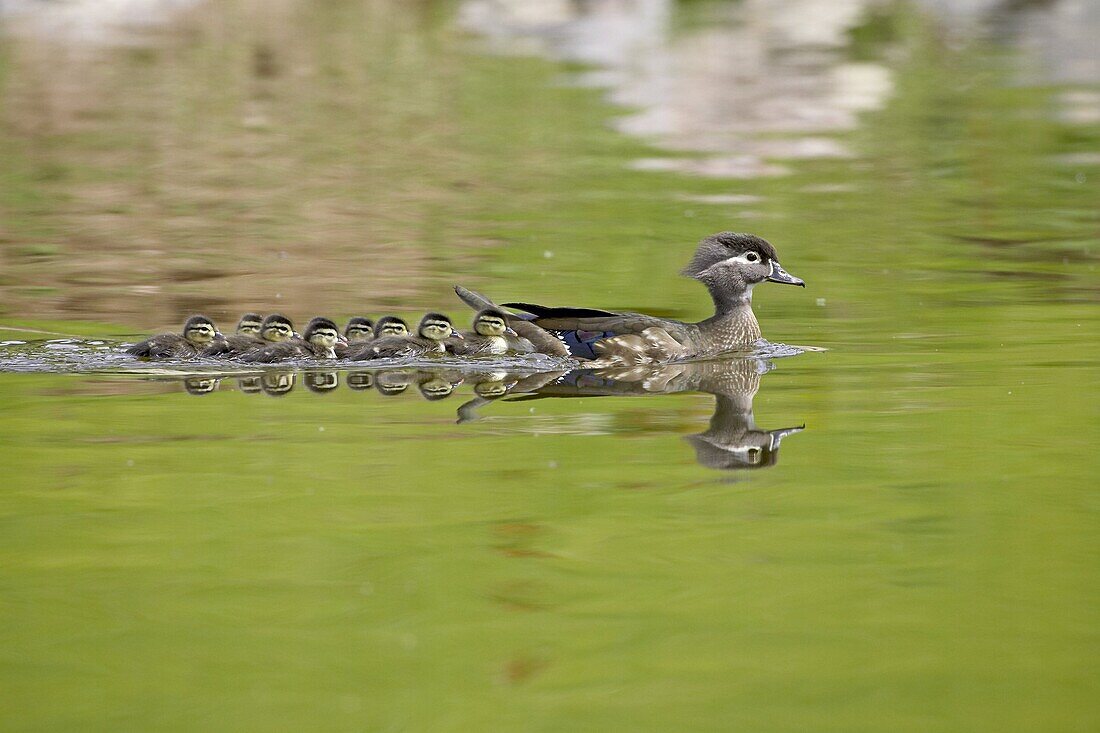 Wood duck (Aix sponsa) hen and ducklings swimming, Arapahoe County, Colorado, United States of America, North America
