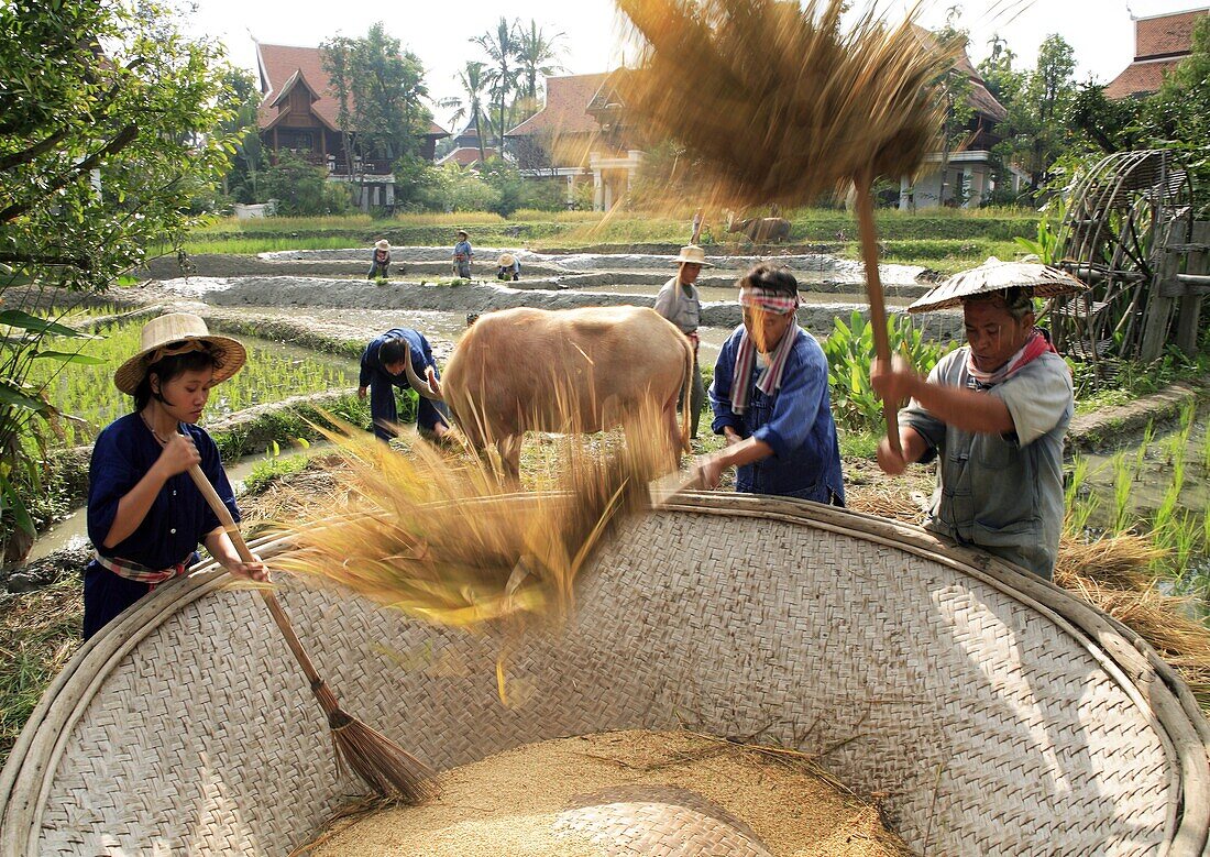 Farmers in rice field, Thailand, Southeast Asia, Asia