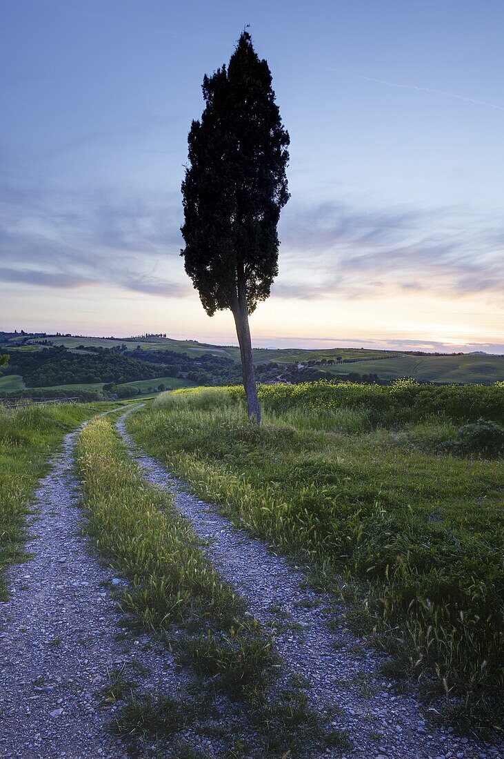 Lone cypress tree at sunset, near Pienza, Tuscany, Italy, Europe