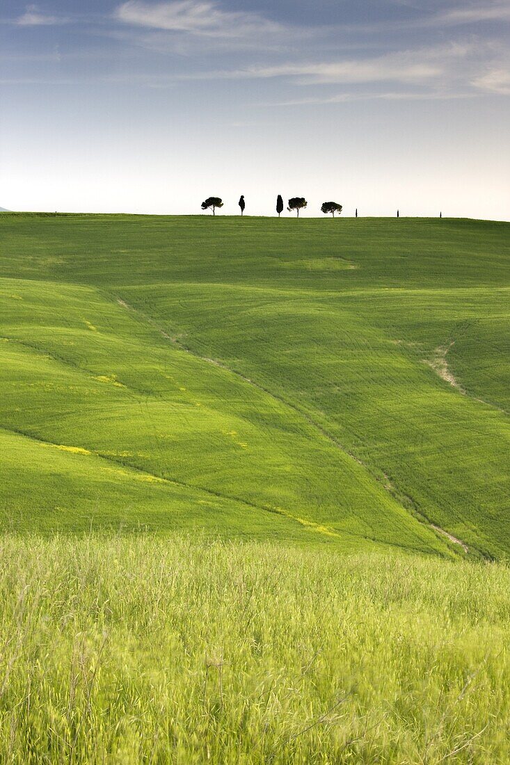 Trees on ridge above field of cereal crops, near San Quirico d'Orcia, Tuscany, Italy, Europe
