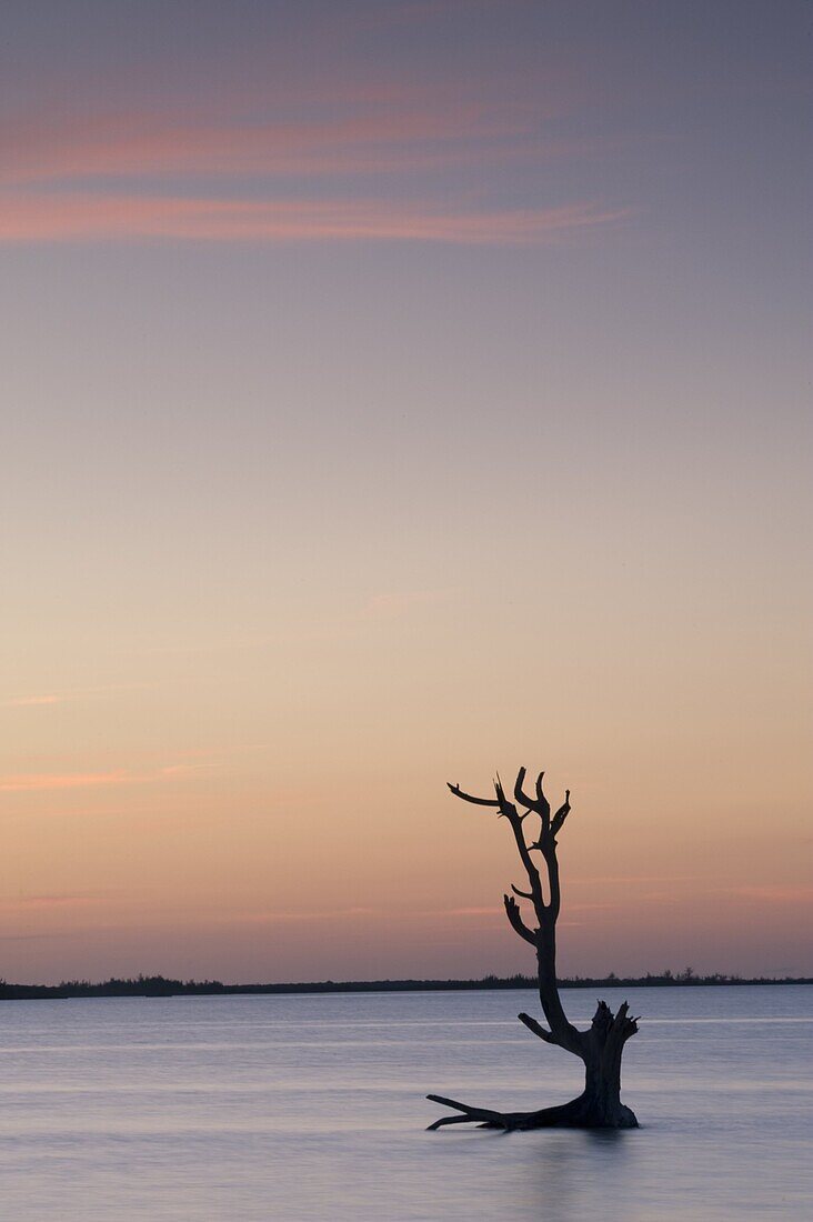 A driftwood tree at sunset in water near Harbour Island, Eleuthera, The Bahamas, West Indies, Atlantic, Central America