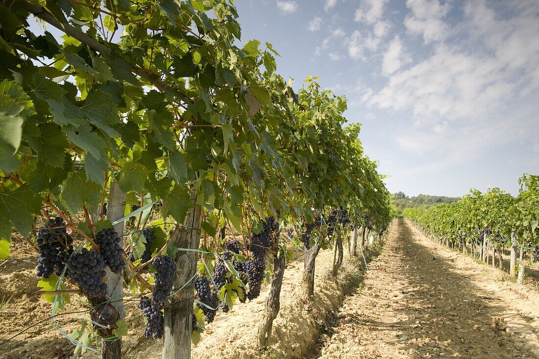 Grapes ready for the harvest near Montalcino, Tuscany, Italy, Europe
