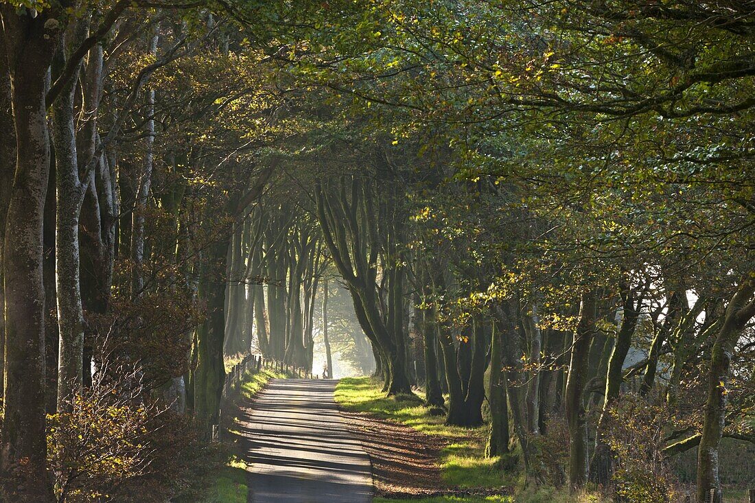 Autumnal tree lined lane, Dartmoor, Devon, England, United Kingdom, Europe