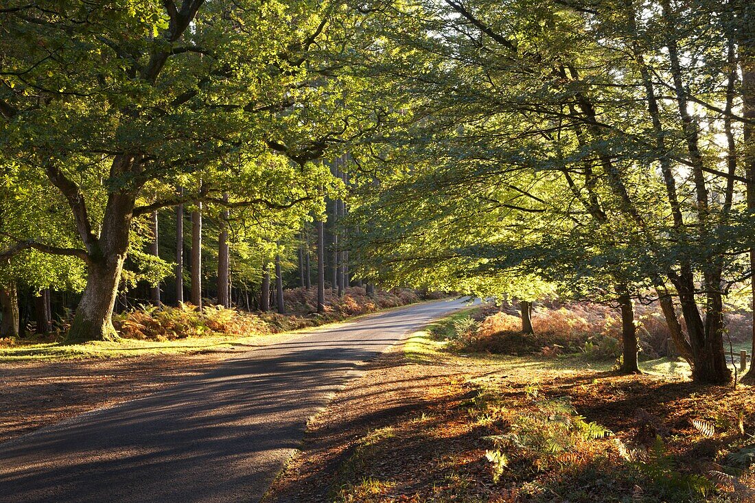 Forest road through autumnal trees, New Forest, Hampshire, England, United Kingdom, Europe