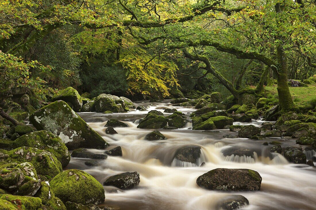 River Plym plunges past moss covered boulders on its course through Dewerstone Wood, Dartmoor, Devon, England, United Kingdom, Europe