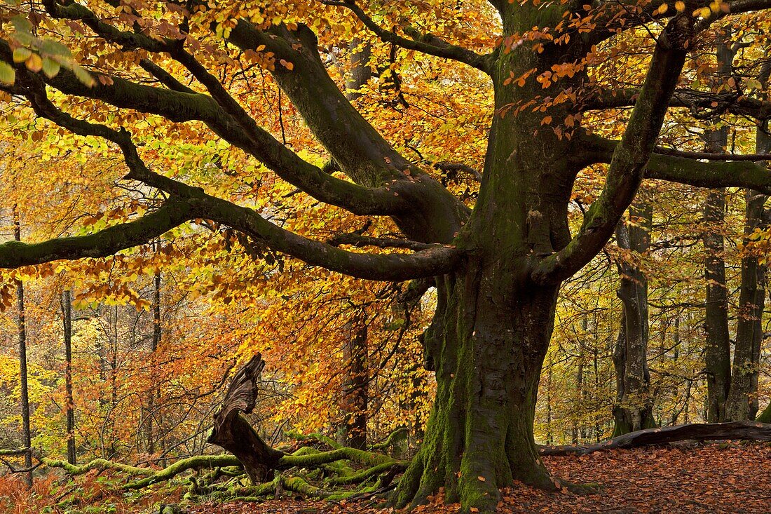 Beech tree with beautiful golden autumnal colours, Lake District, Cumbria, England, United Kingdom, Europe