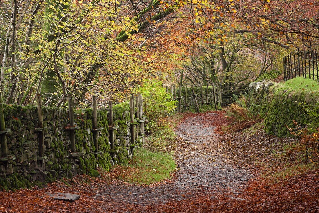 Footpath through autumnal woodland near Grasmere, Lake District, Cumbria, England, United Kingdom, Europe