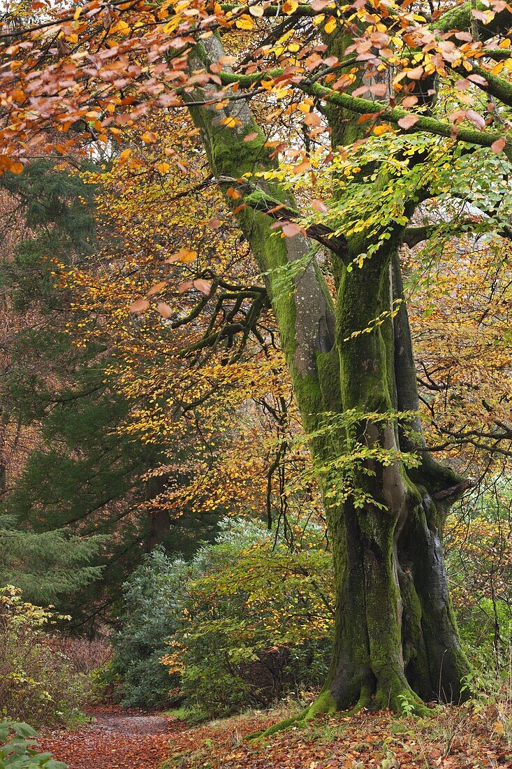 Deciduous woodland with beautiful autumn colours, Grasmere, Lake District, Cumbria, England, United Kingdom, Europe