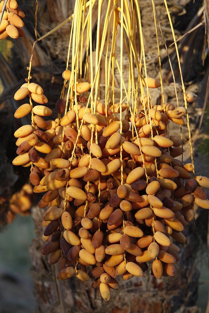 Date palm, Douz, Kebili, Tunisia, North Africa, Africa