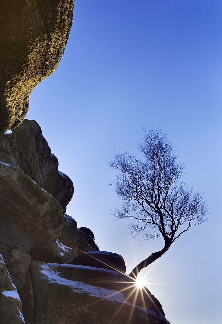 Sunburst behind a lone tree and a sprinkling of snow at Brimham Rocks, Yorkshire, England, United Kingdom, Europe