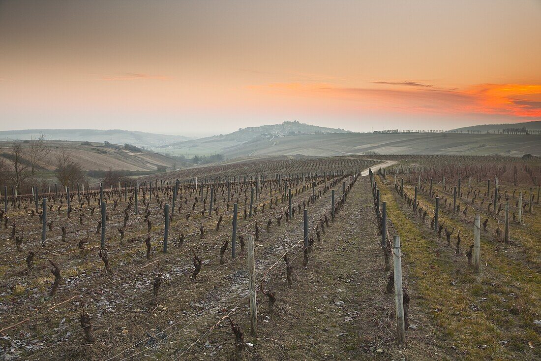 Vineyards, Sancerre, Cher, Loire Valley, Centre, France, Europe