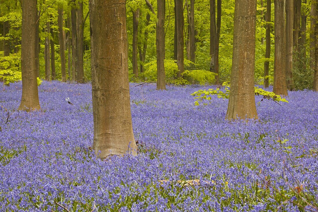 Bluebells beneath trees, West Woods, Wiltshire, England, United Kingdom, Europe