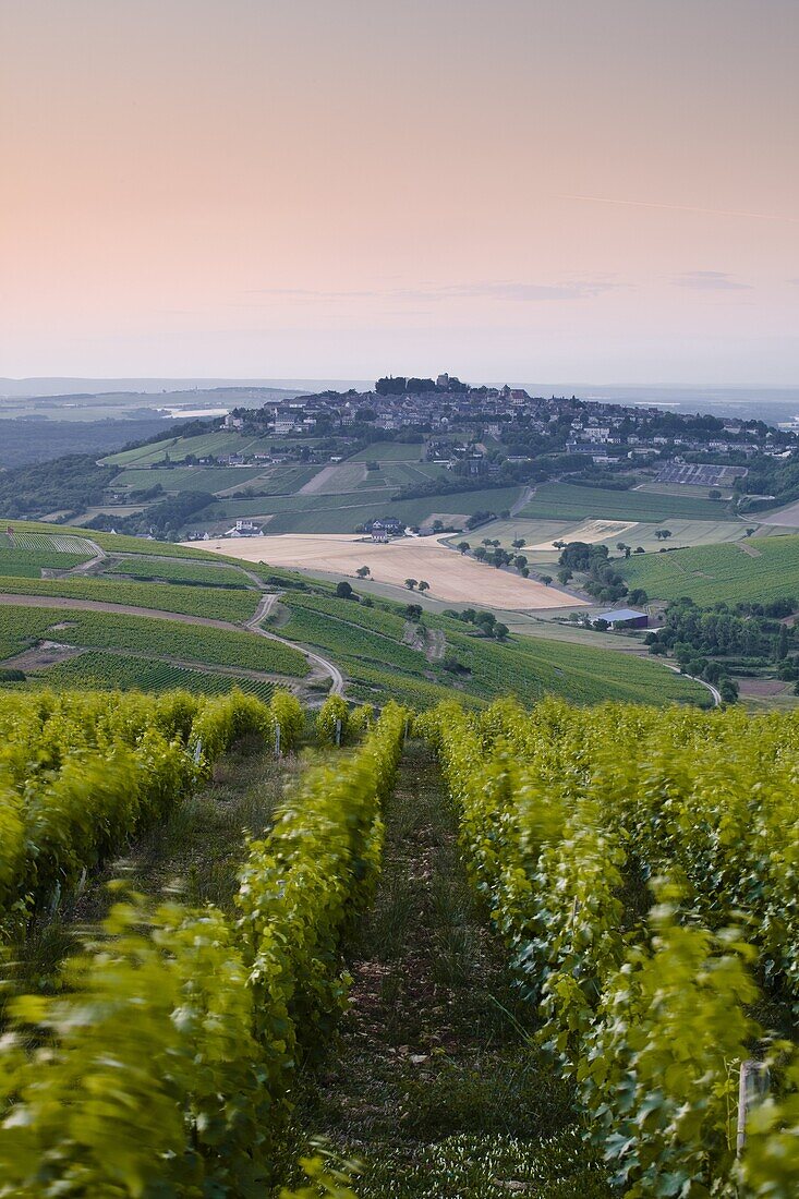 Looking down rows of vines towards the village of Sancerre, Cher, Loire Valley, Centre, France, Europe