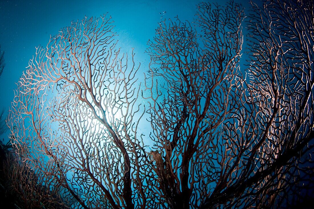 Fan coral and sunburst, St. Lucia, West Indies, Caribbean, Central America