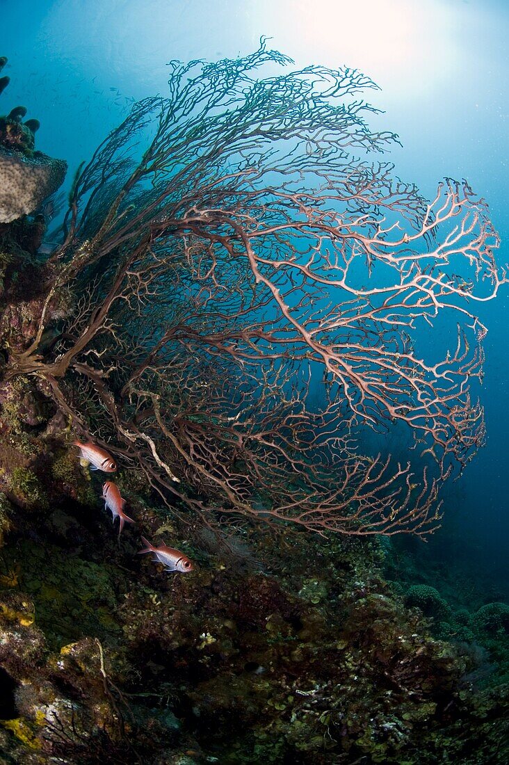 Reef scene with sea fan, St. Lucia, West Indies, Caribbean, Central America