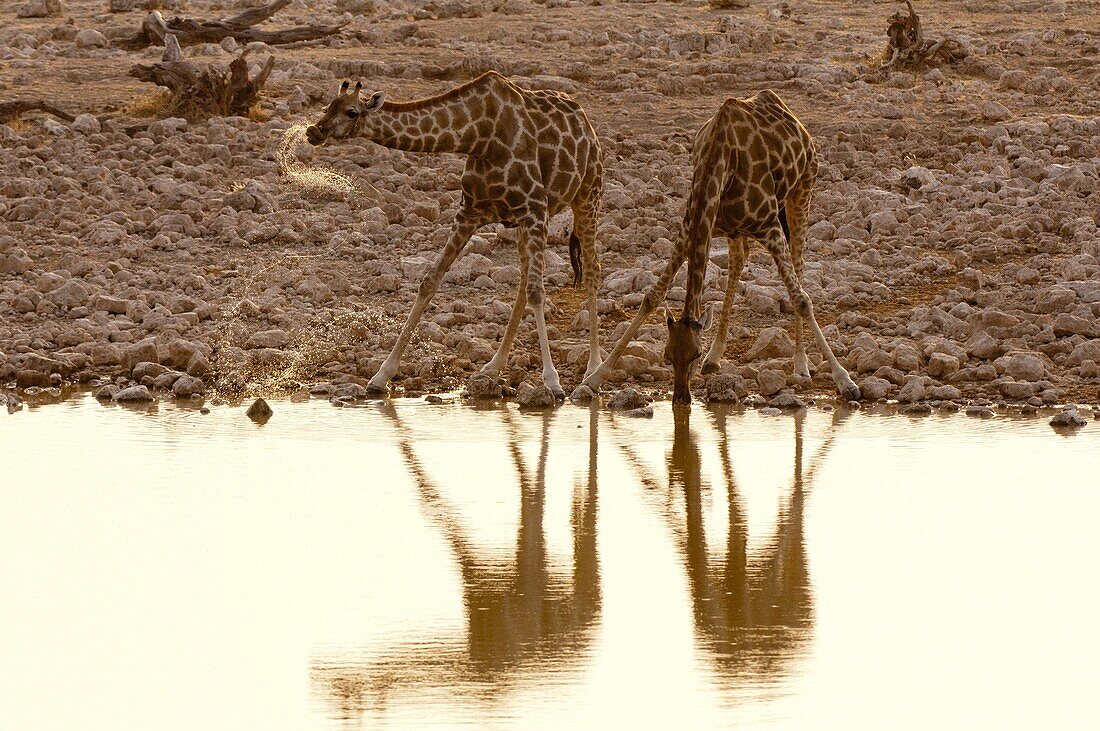 Giraffe (Giraffa camelopardalis) drinking, Etosha National Park, Namibia, Africa
