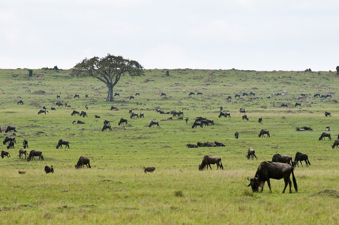 Wildebeest (Connochaetes taurinus), Masai Mara, Kenya, East Africa, Africa