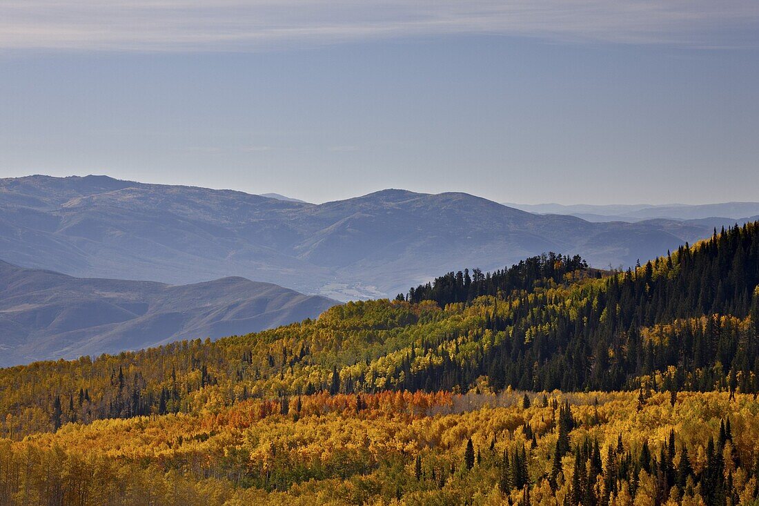 Yellow and orange aspens in the fall, Wasatch Mountain State Park, Utah, United States of America, North America